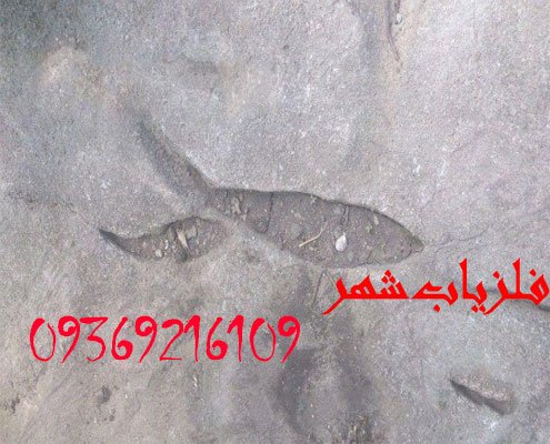 تفسیر نماد ماهی در گنج یابی